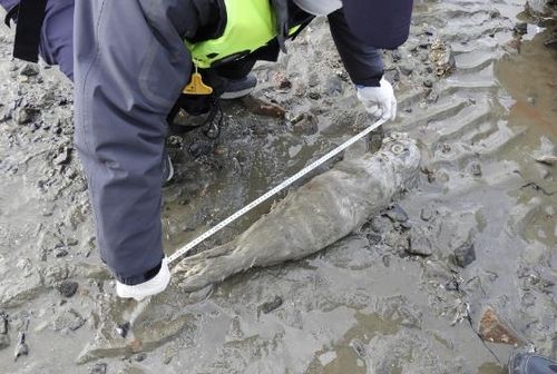 백령도 해안서 발견된 새끼 점박이물범