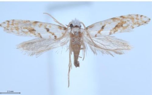 울릉좀나방붙이 성충 사진