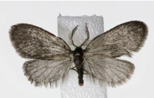 발견된 사슴뿔주머니나방 성충 