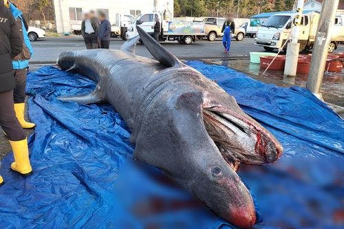 포항 앞바다에서 혼획된 돌묵상어