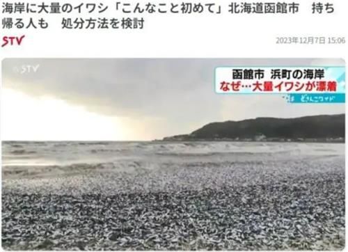 집단폐사한 정어리떼