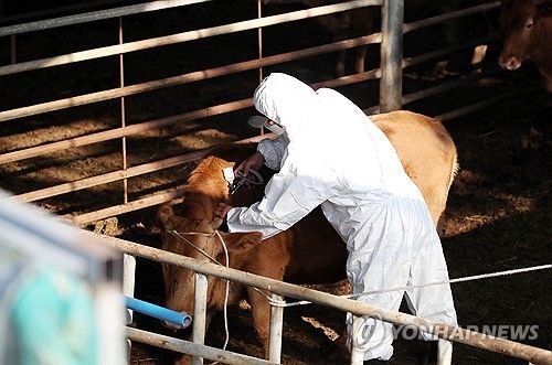 "럼피스킨병 확산 방지" 예방접종