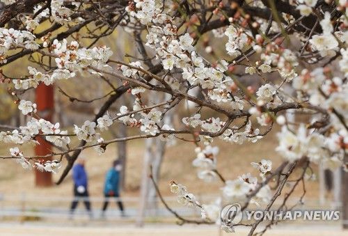 어느덧 만개한 매화