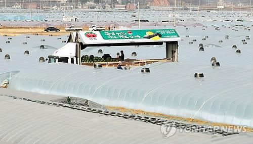 함안 수박 비닐하우스 시설 재배