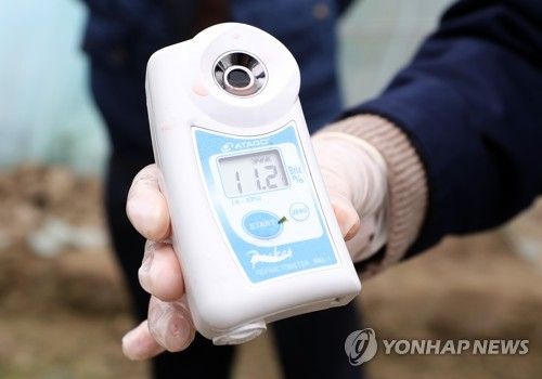 당도 높은 함안 겨울 수박