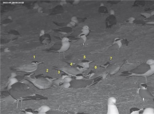 작년 4월 29일 괭이갈매기 무리 사이에 둥지 튼 뿔제비갈매기의 모습