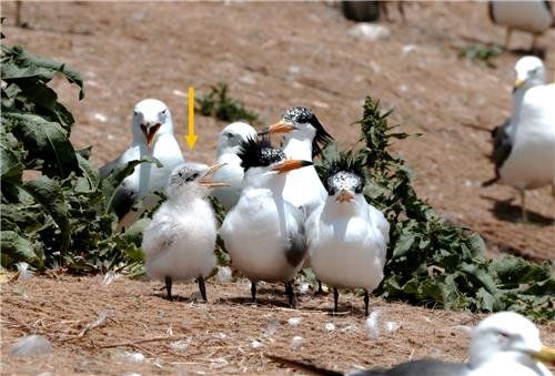 괭이갈매기 무리 사이에 있는 뿔제비갈매기 가족의 모습