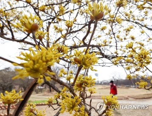 산수유꽃 만개한 산책로