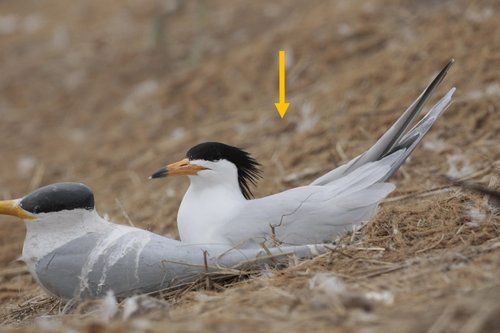 포란 중인 뿔제비갈매기(오른쪽)와 번식 유인을 위해 설치한 새모형(왼쪽)