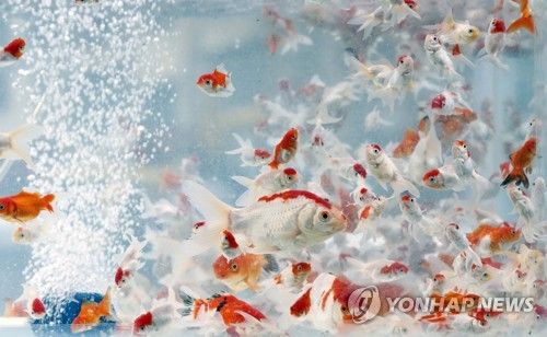 노루즈 기간 판매되는 이란 금붕어