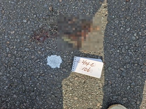 로드킬 당한 두꺼비