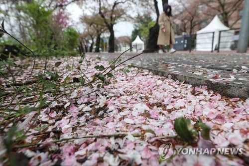벚꽃 끝