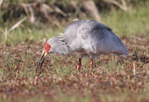따오기 먹이 활동