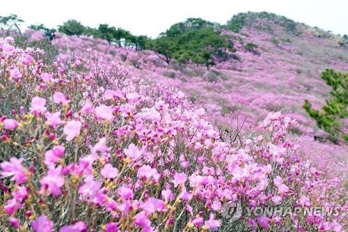 비슬산 참꽃