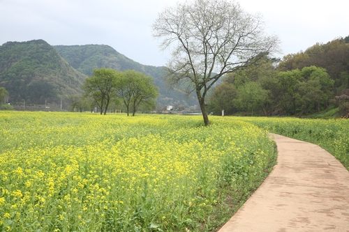 금강 유채꽃밭