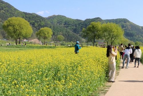 지난해 유채꽃밭 찾은 시민들