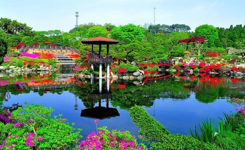 철쭉 활짝 핀 세종시 베어트리파크 오색연못