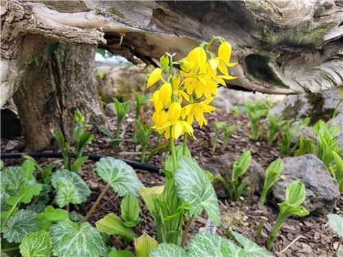 국립세종수목원서 활짝 핀 금새우난초 꽃
