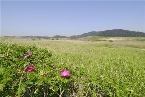신두리 해안사구 해당화 군락지