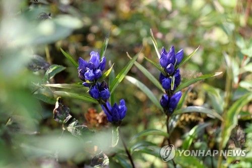 인제 DMZ 평화의 길에 핀 용담초