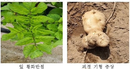 감자 바이러스병 증상