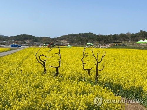 화순 고인돌 축제장에 핀 유채꽃