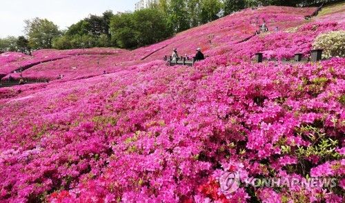 철쭉과 함께 즐기는 봄