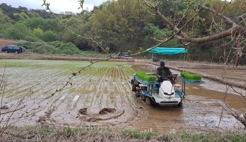 모내기 하는 농민 