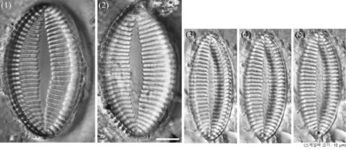 기페니아 코리아나의 다양한 형태