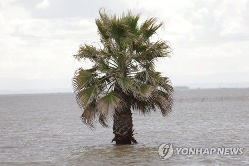 캘리포니아 코코란시 내 홍수로 물에 잠긴 야자수