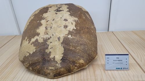 아시아대왕자라 등껍질