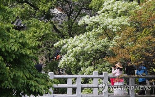 밀양 위양지 봄 풍경