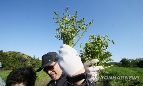 "제주 청정 고사리입니다"