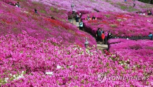 철쭉주간 시작된 군포 철쭉동산