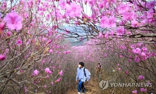 2021년 종남산 진달래