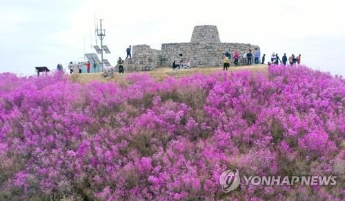 2021년 종남산 진달래