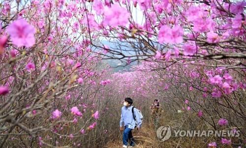 2021년 밀양 종남산 진달래