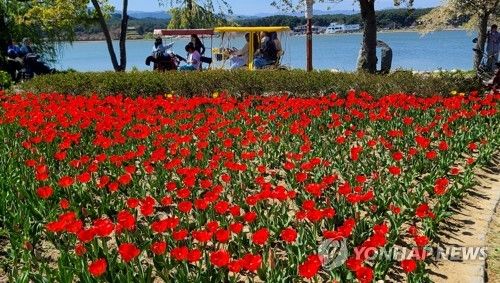 벚꽃 대신 튤립…여기가 경포의 사진 명소