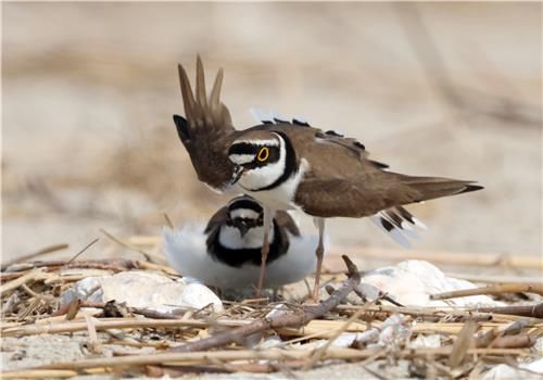꼬마물떼새의 부부애