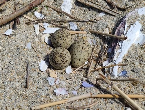 꼬마물떼새 부부의 사랑의 결실