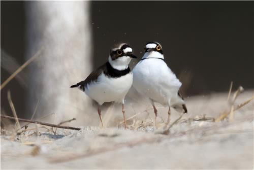 꼬마물떼새 부부