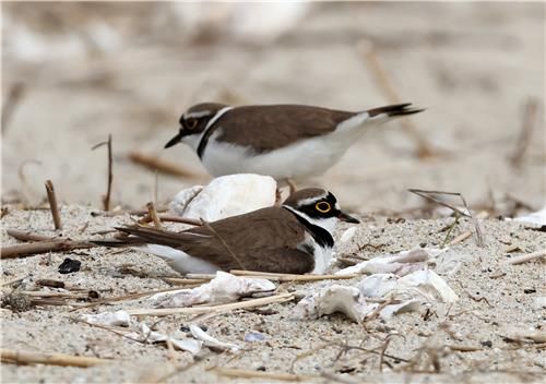 포란 중인 꼬마물떼새 부부