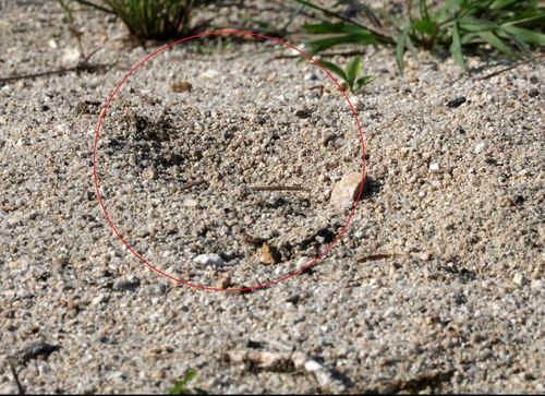 훼손된 꼬마물떼새 둥지