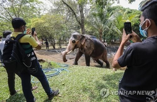 스리랑카에서 코끼리의 사진을 찍는 사람들.