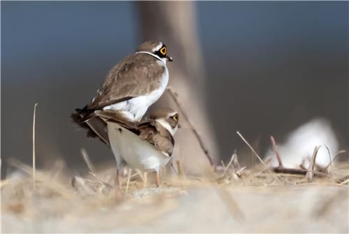 꼬마물떼새의 짝짓기