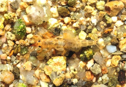 동양하루살이 유충. [국립생물자원관 '한반도의 생물다양성' 갈무리. 재판매 및 DB 금지]