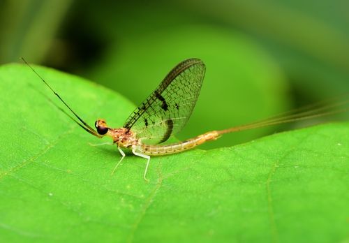 동양하루살이. [국립생물자원관 '한반도의 생물다양성' 갈무리. 재판매 및 DB 금지]