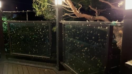 동양하루살이 떼. [독자 제공. 재판매 및 DB 금지]