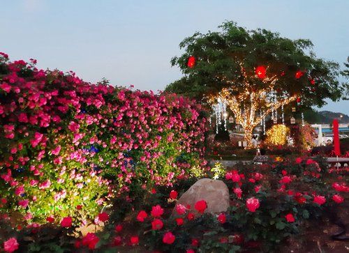 '빛의 향연' 삼척장미공원