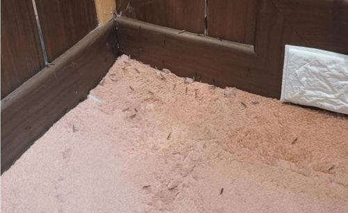 아산에서 발견됐다고 온라인 커뮤니티 올라온 흰개미들 사진